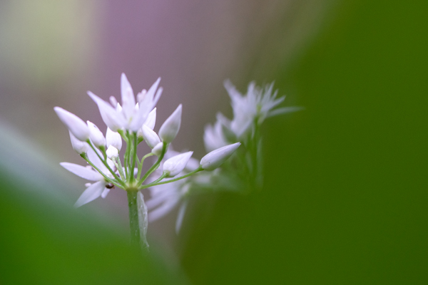 Webfotografik - Fotografie - Natur - Bärlauch-1