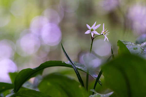 Webfotografik - Fotografie - Natur - Bärlauch-2