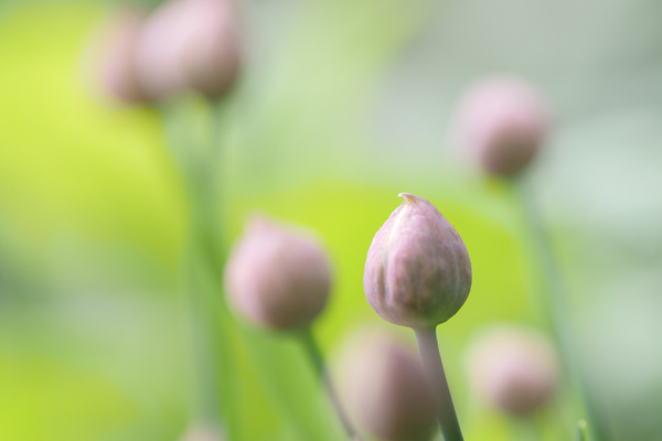 Webfotografik - Fotografie - Natur - Lauch