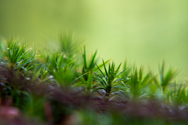 Webfotografik - Fotografie - Natur - Moos